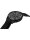 Pinarello Chronometer 43mm Carbon